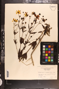 Coreopsis major image