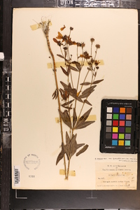 Coreopsis major image