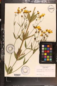 Coreopsis major image