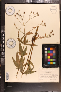 Coreopsis major image