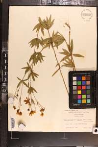 Coreopsis major image