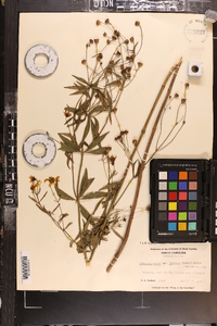 Coreopsis major image