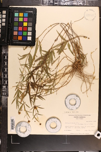 Coreopsis major image