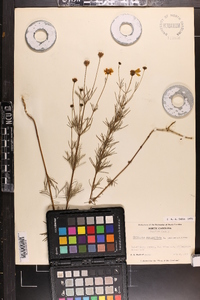 Coreopsis verticillata image