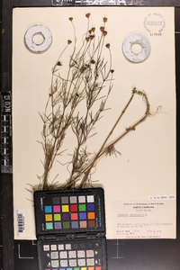 Coreopsis verticillata image