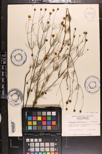 Coreopsis verticillata image