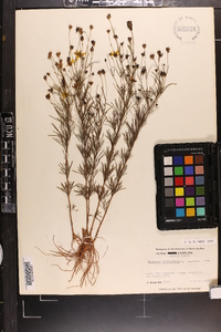 Coreopsis verticillata image