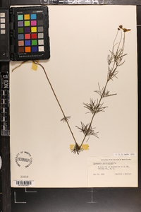 Coreopsis verticillata image