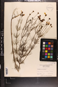 Coreopsis verticillata image