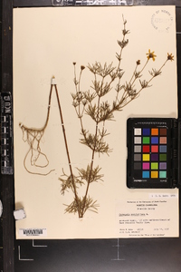 Coreopsis verticillata image