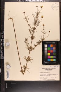 Coreopsis verticillata image