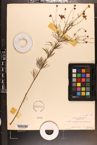 Coreopsis verticillata image