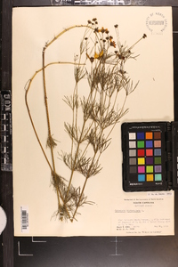 Coreopsis verticillata image