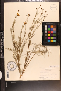 Coreopsis verticillata image