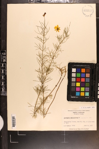 Coreopsis verticillata image