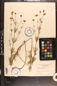 Coreopsis verticillata image