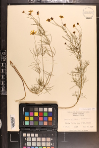 Coreopsis verticillata image