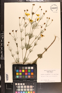 Coreopsis verticillata image