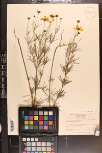 Coreopsis verticillata image