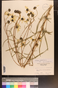 Helianthus angustifolius image