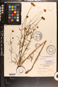 Coreopsis grandiflora var. grandiflora image