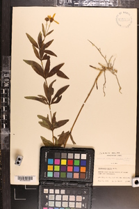 Coreopsis major image