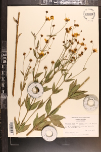 Coreopsis major image