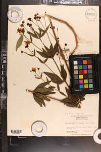 Coreopsis major image