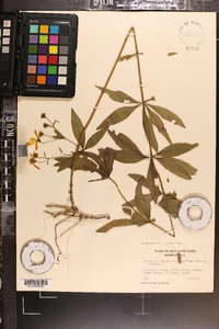 Coreopsis major image