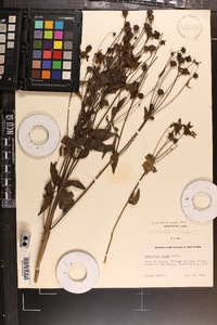 Coreopsis major image