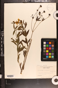 Coreopsis major image