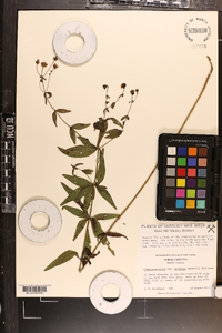 Coreopsis major image