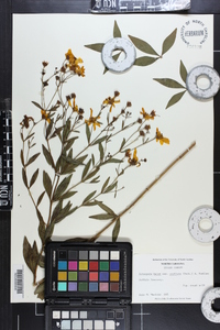 Coreopsis major image