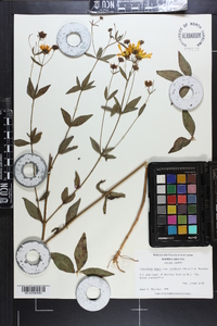 Coreopsis major image