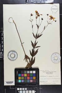 Coreopsis major image