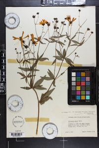 Coreopsis major image