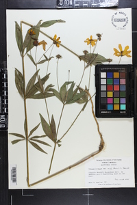 Coreopsis major image