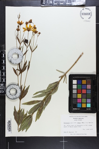 Coreopsis major image