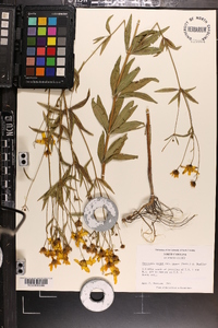 Coreopsis major image