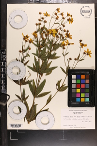 Coreopsis major image