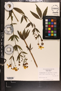 Coreopsis major image