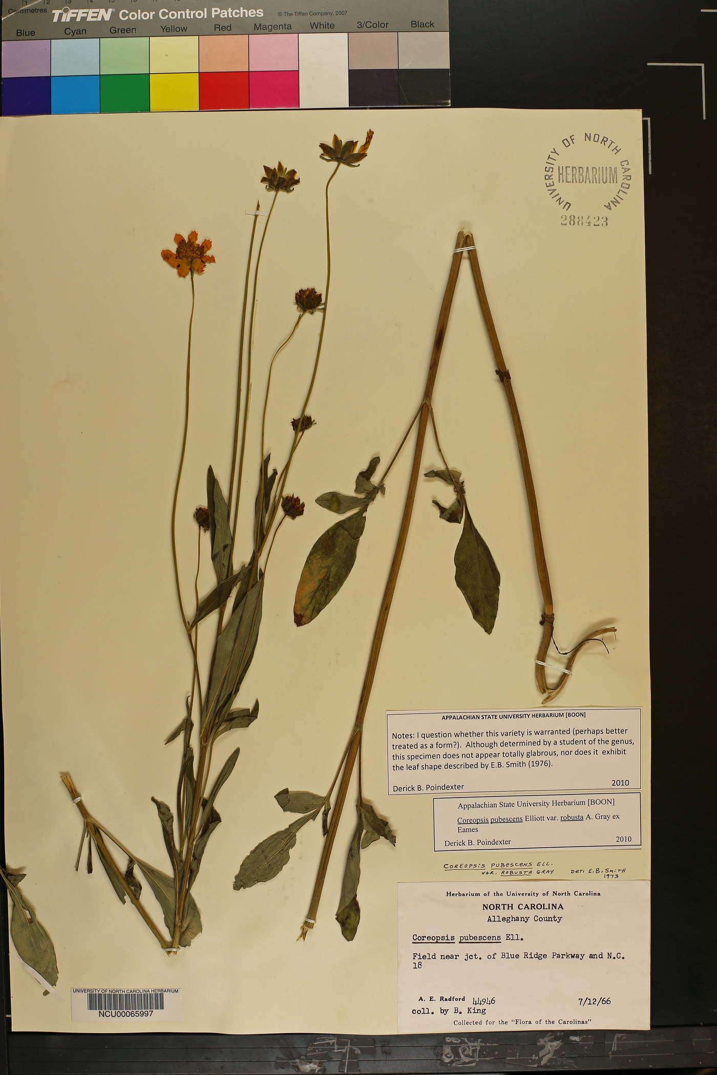 Coreopsis pubescens var. robusta image