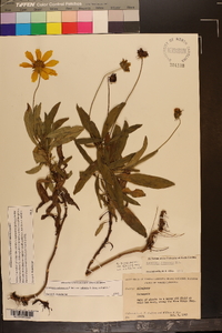 Coreopsis pubescens image