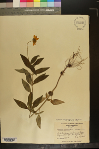 Coreopsis pubescens image