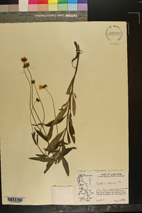 Coreopsis pubescens image