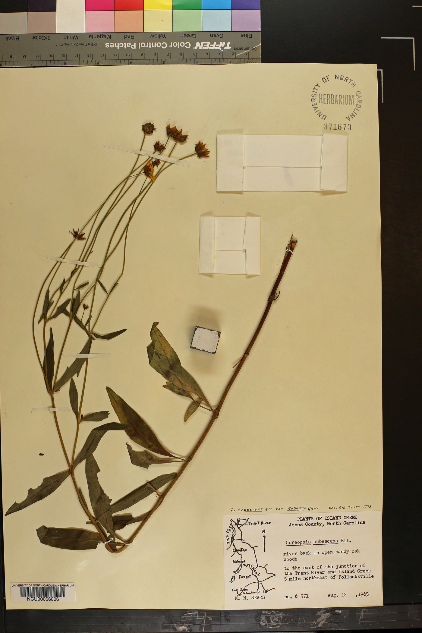 Coreopsis pubescens var. robusta image