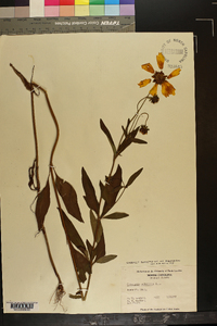 Coreopsis pubescens var. robusta image