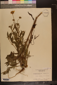 Coreopsis pubescens image