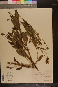 Coreopsis pubescens image