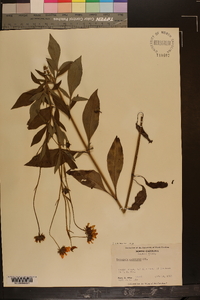 Coreopsis pubescens image